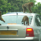 Illustration for article titled Monkeys have sold you a Volkswagen for the last time